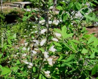 baptisia albescens 3.jpg